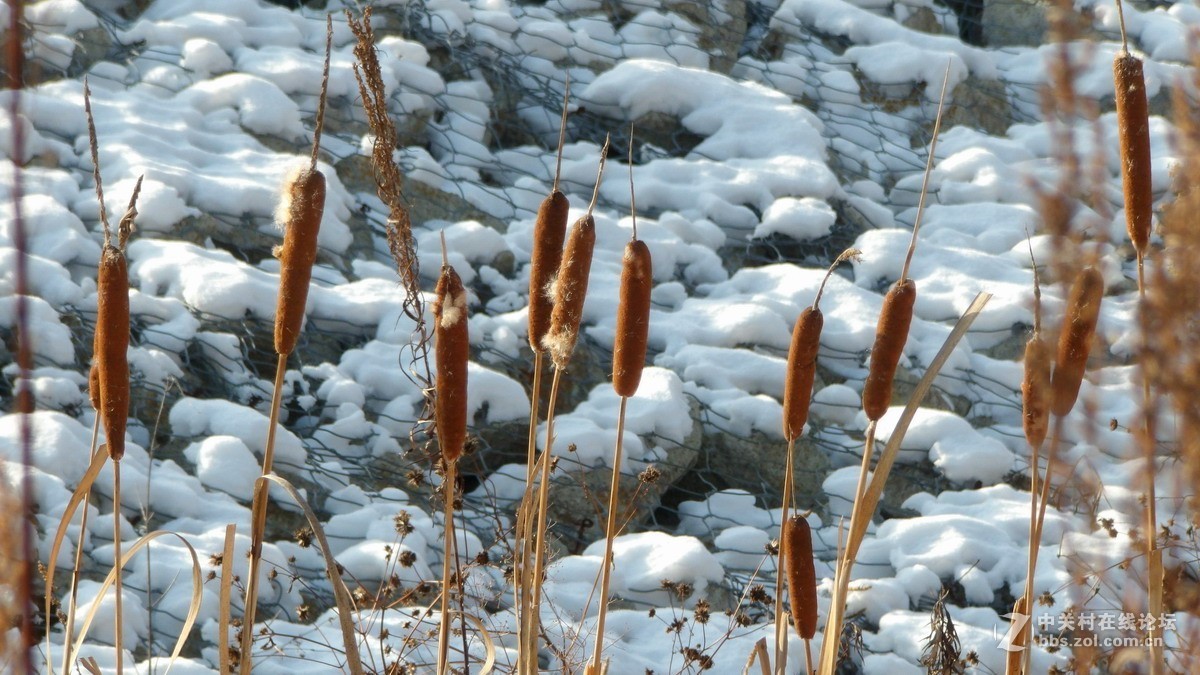 柯达90倍长焦机AZ901 新手试拍