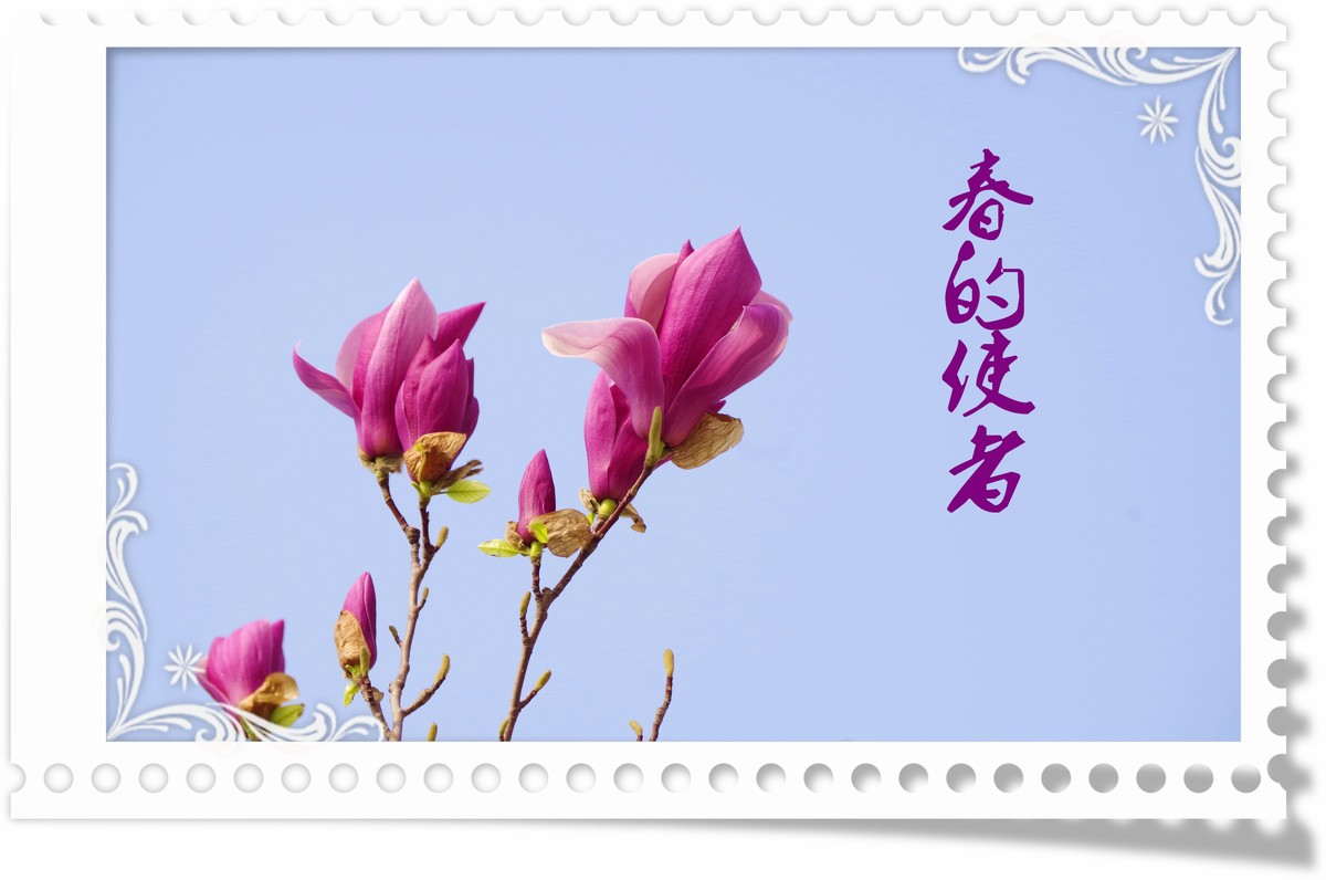 春的使者