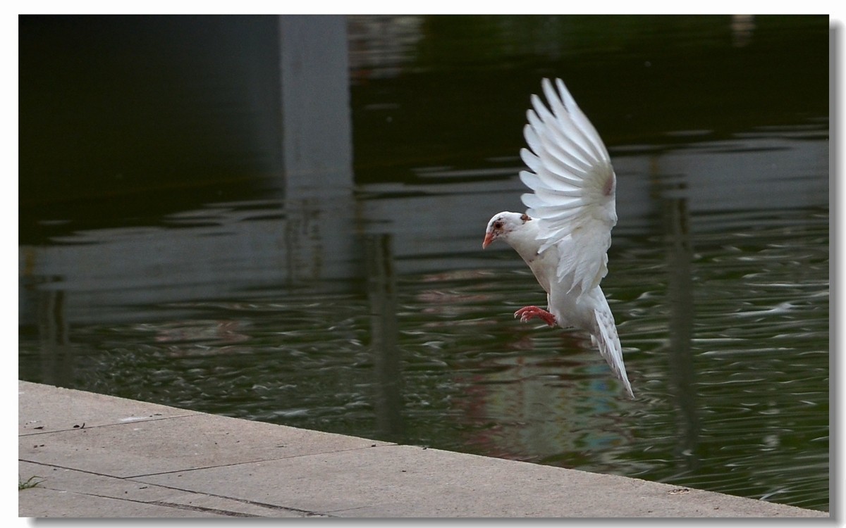 飞翔吧~~~鸽子（四）