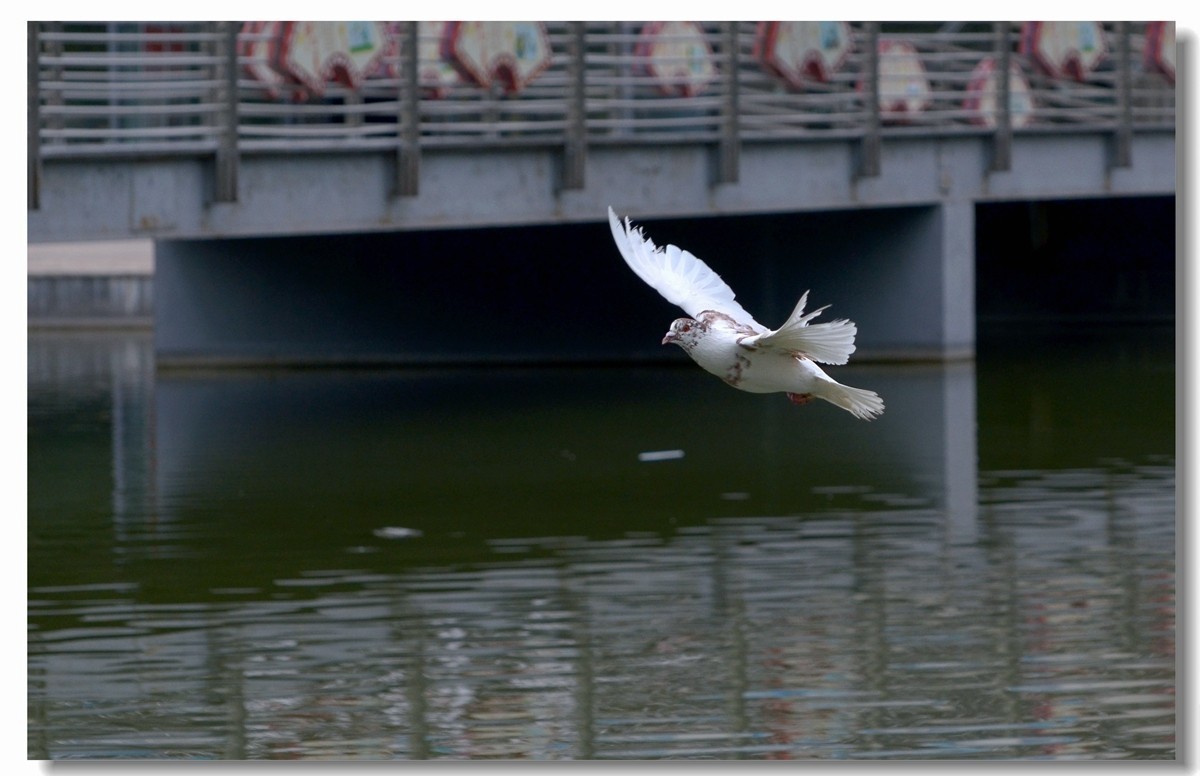 飞翔吧~~~鸽子（四）