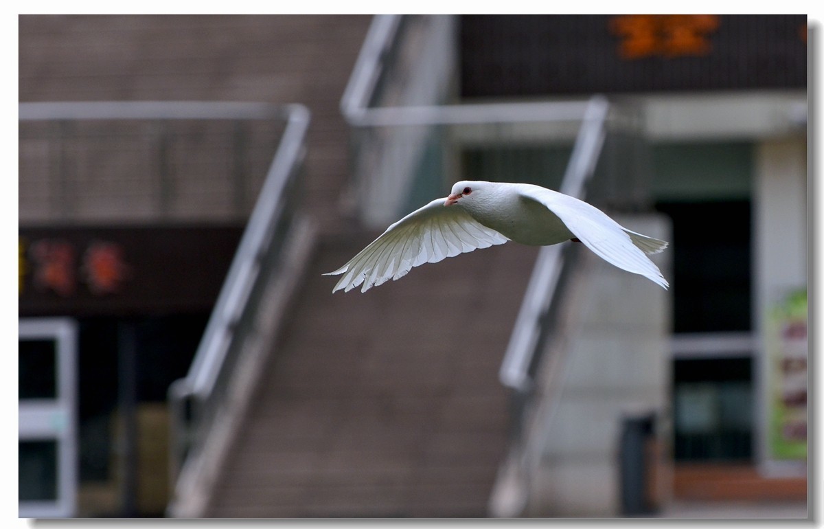 飞翔吧~~~鸽子（四）