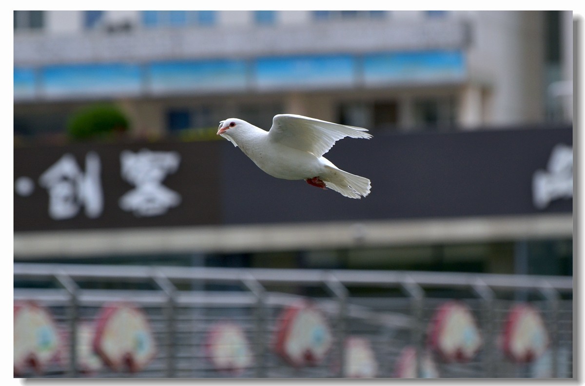 飞翔吧~~~鸽子（四）