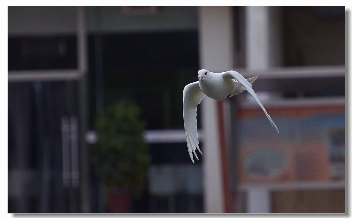 飞翔吧~~~鸽子（四）