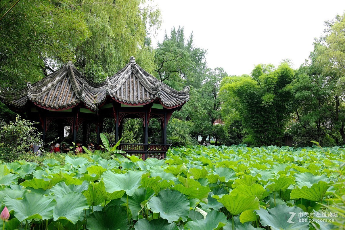 新都升庵桂湖赏荷花