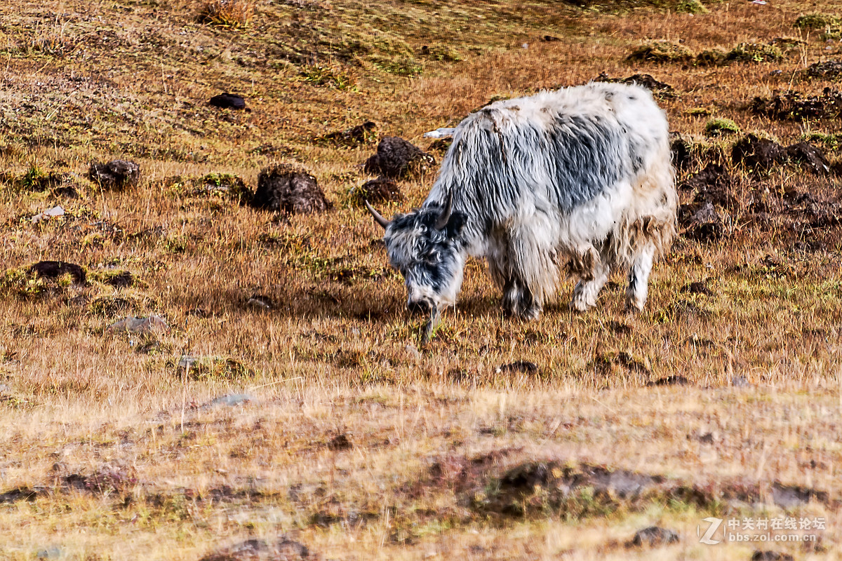 川西----康定塔公草原