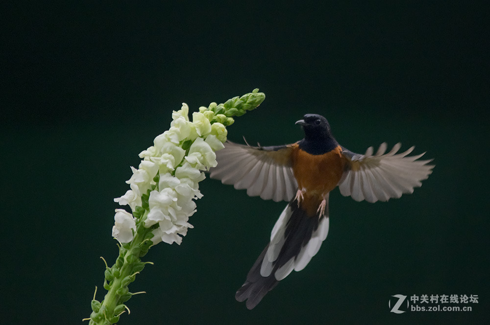 #ZOL月赛-你好2016#+尝试“打鸟”