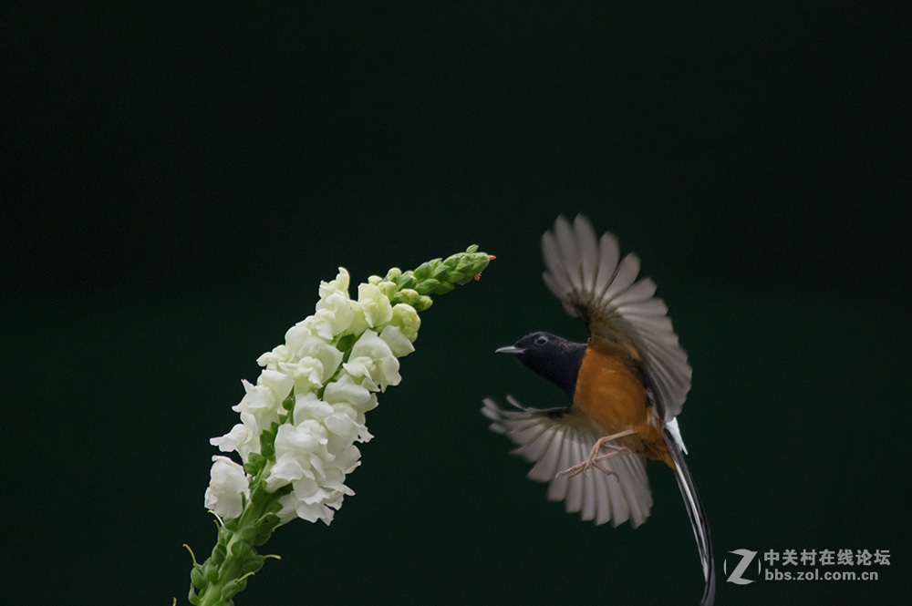 #ZOL月赛-你好2016#+尝试“打鸟”