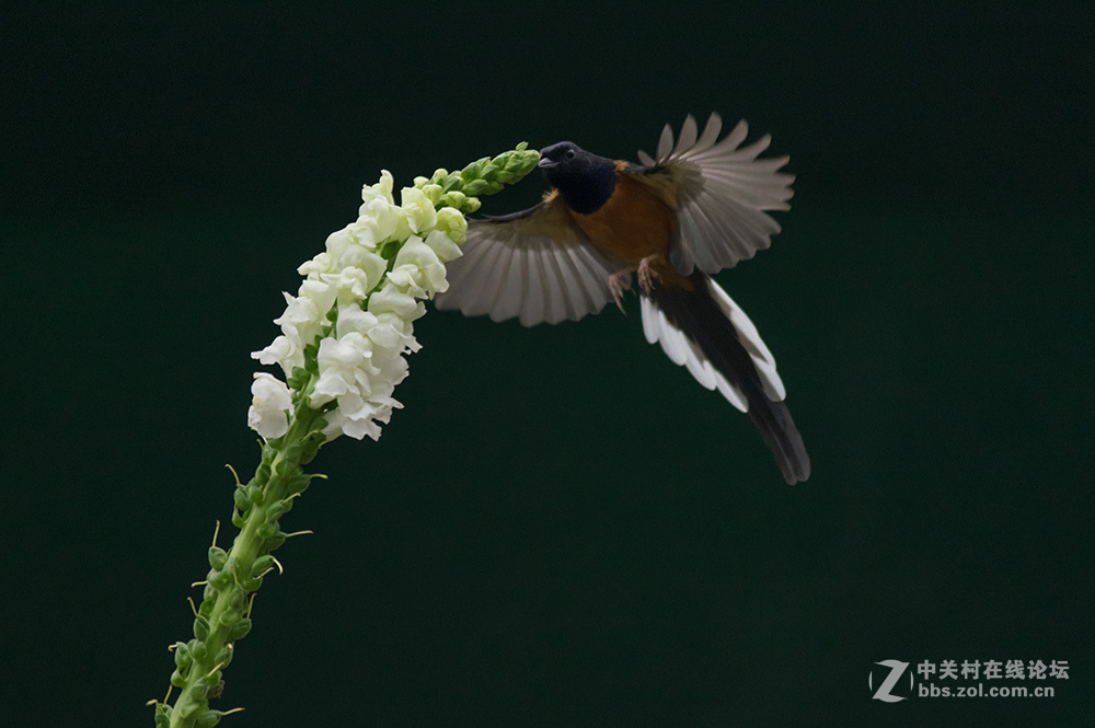 #ZOL月赛-你好2016#+尝试“打鸟”