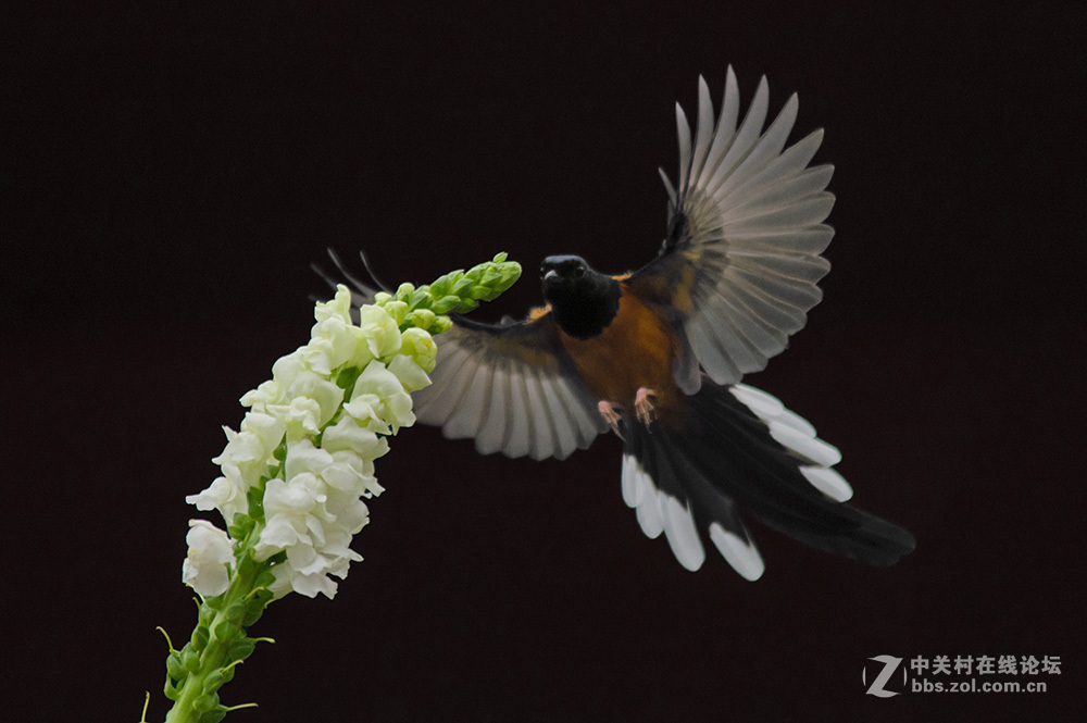 #ZOL月赛-你好2016#+尝试“打鸟”