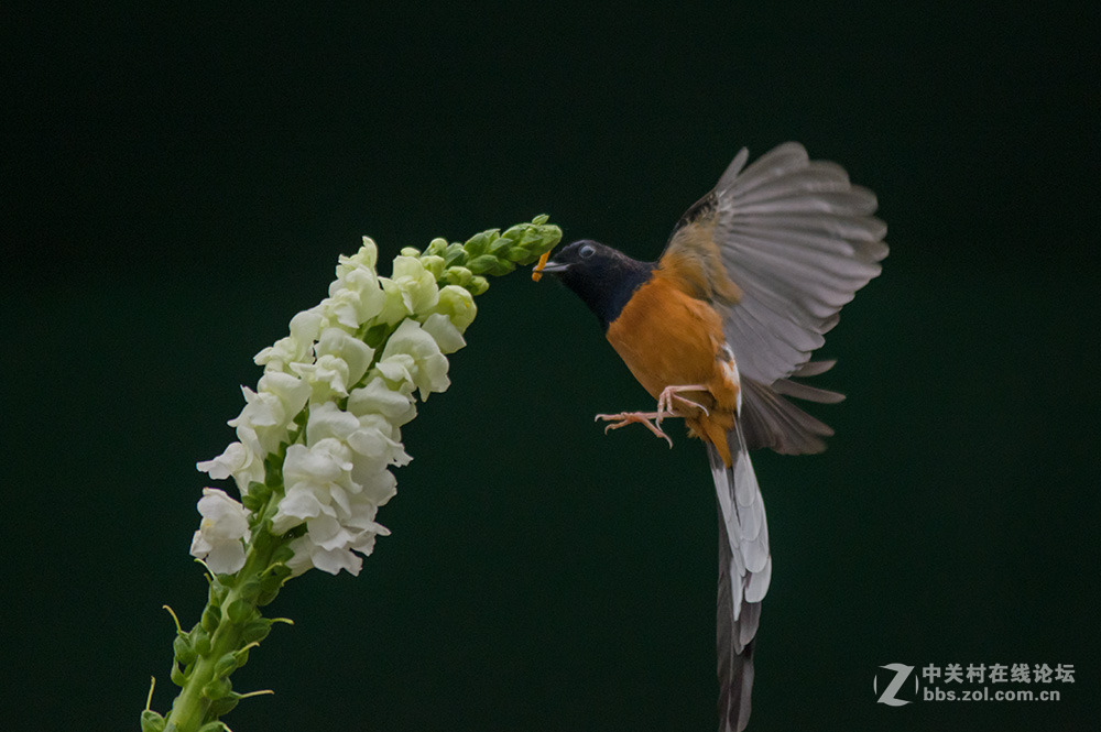 #ZOL月赛-你好2016#+尝试“打鸟”