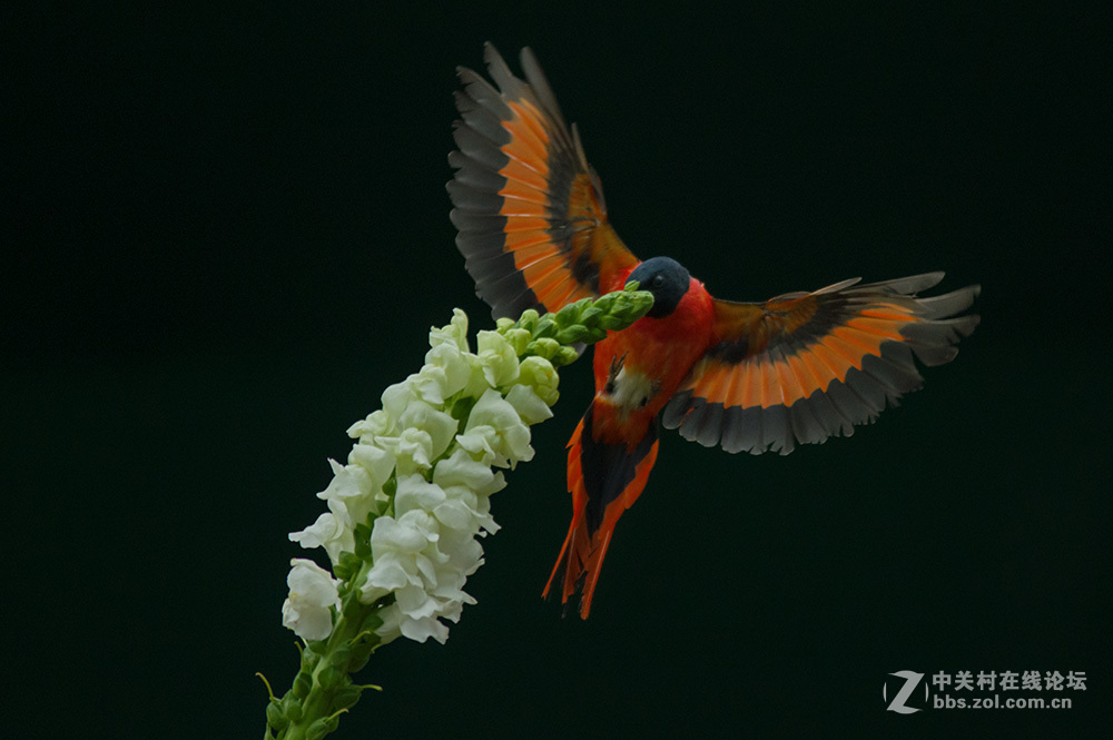 #ZOL月赛-你好2016#+尝试“打鸟”