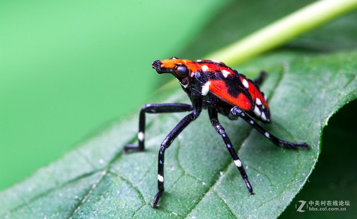 斑衣蜡蝉高龄若虫
