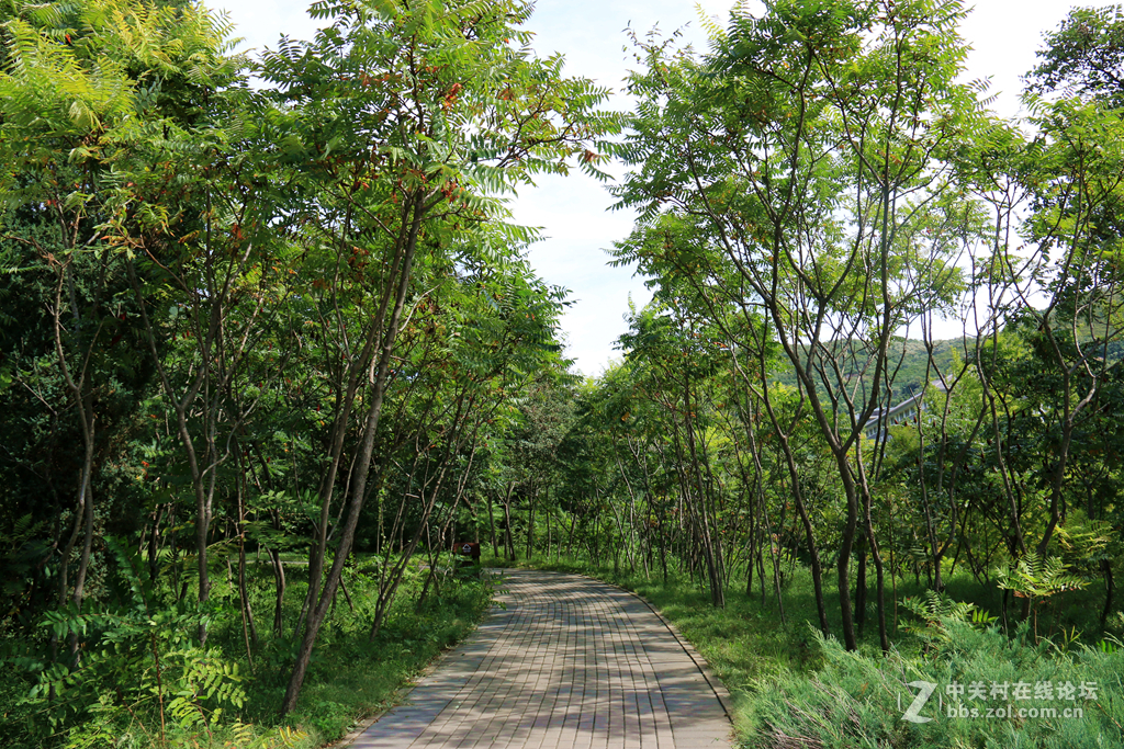 小路彎彎