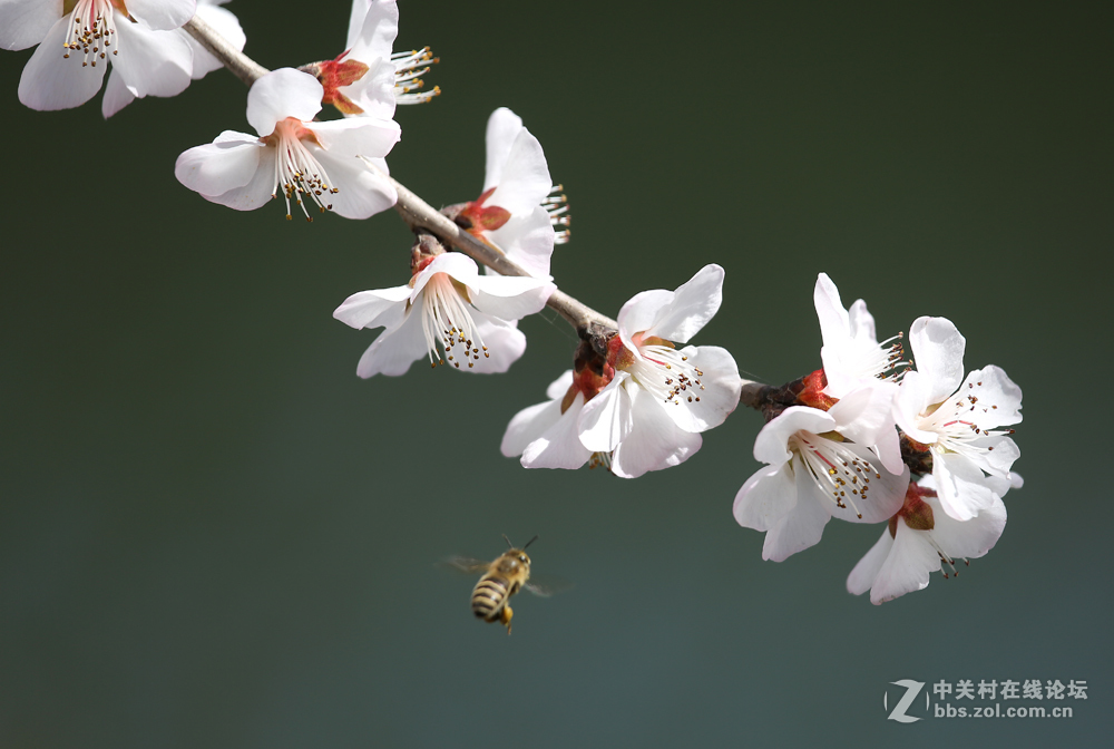 #佳能月赛-与佳能一起去踏青#5D3首秀！早春！