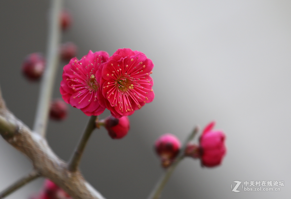 #佳能月赛-与佳能一起去踏青#5D3首秀！早春！