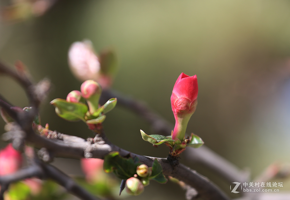 #佳能月赛-与佳能一起去踏青#5D3首秀！早春！