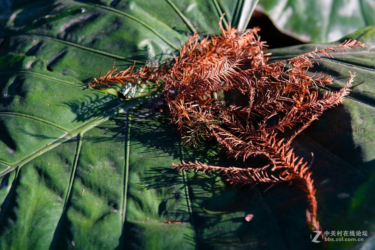 2017第一貼-------秋色？冬色？