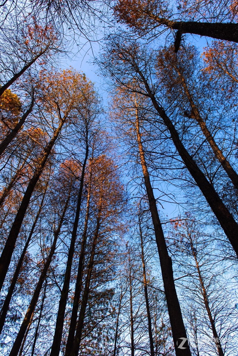 2017第一貼-------秋色？冬色？