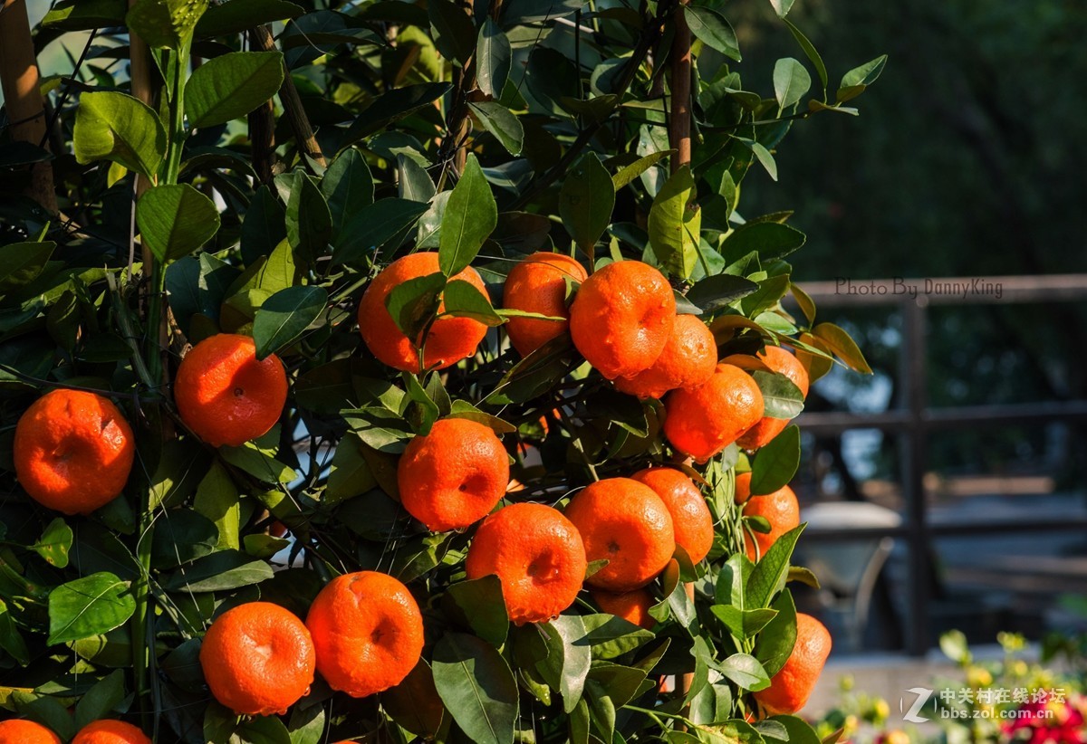 2017第一貼-------秋色？冬色？