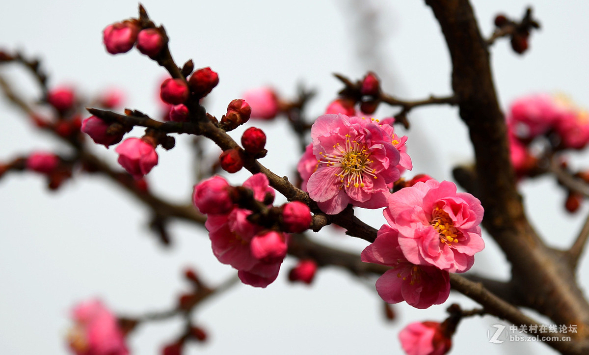 红梅花2   201701010