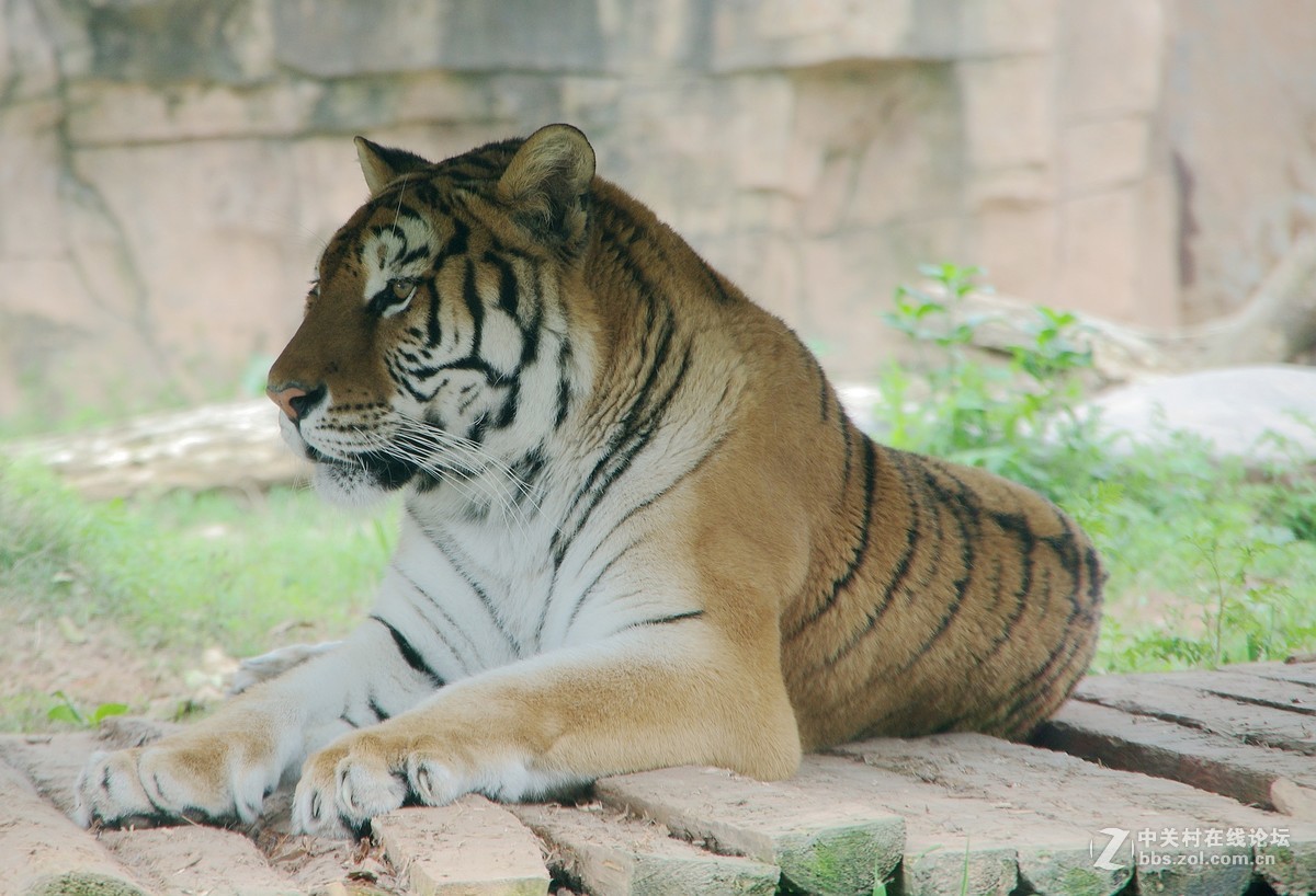 游玩动物园1......