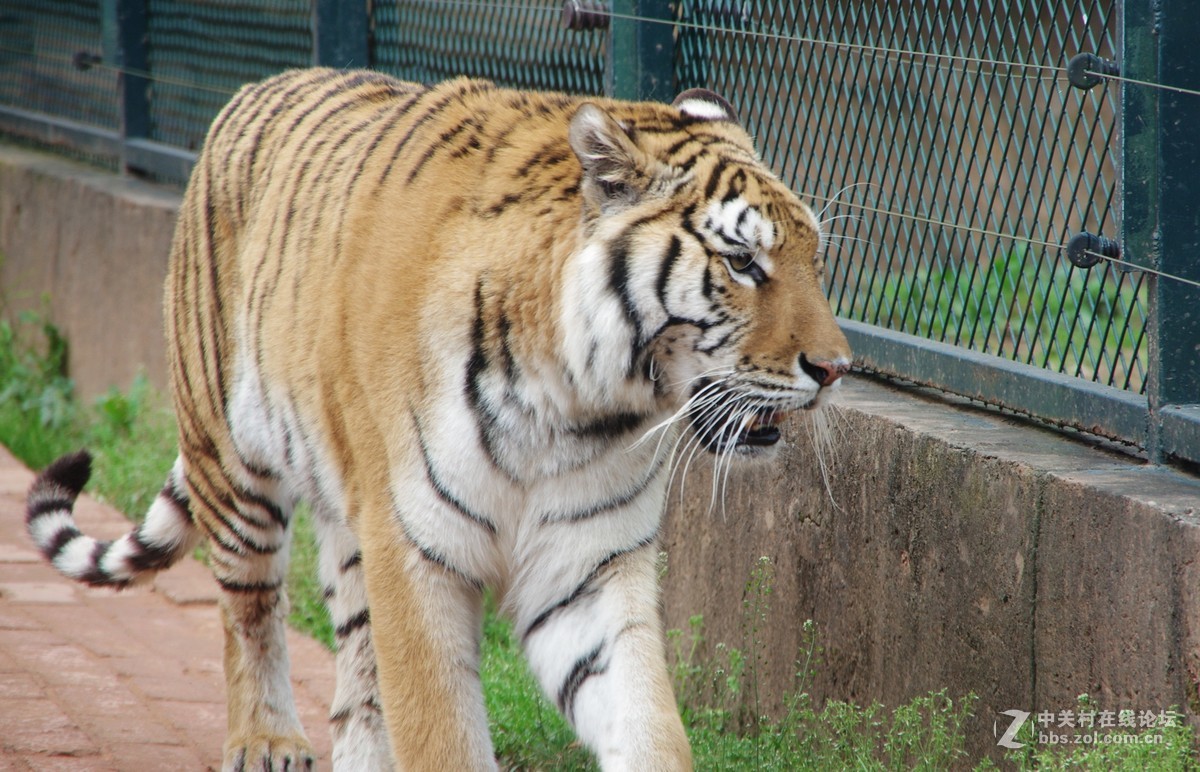 游玩动物园1......