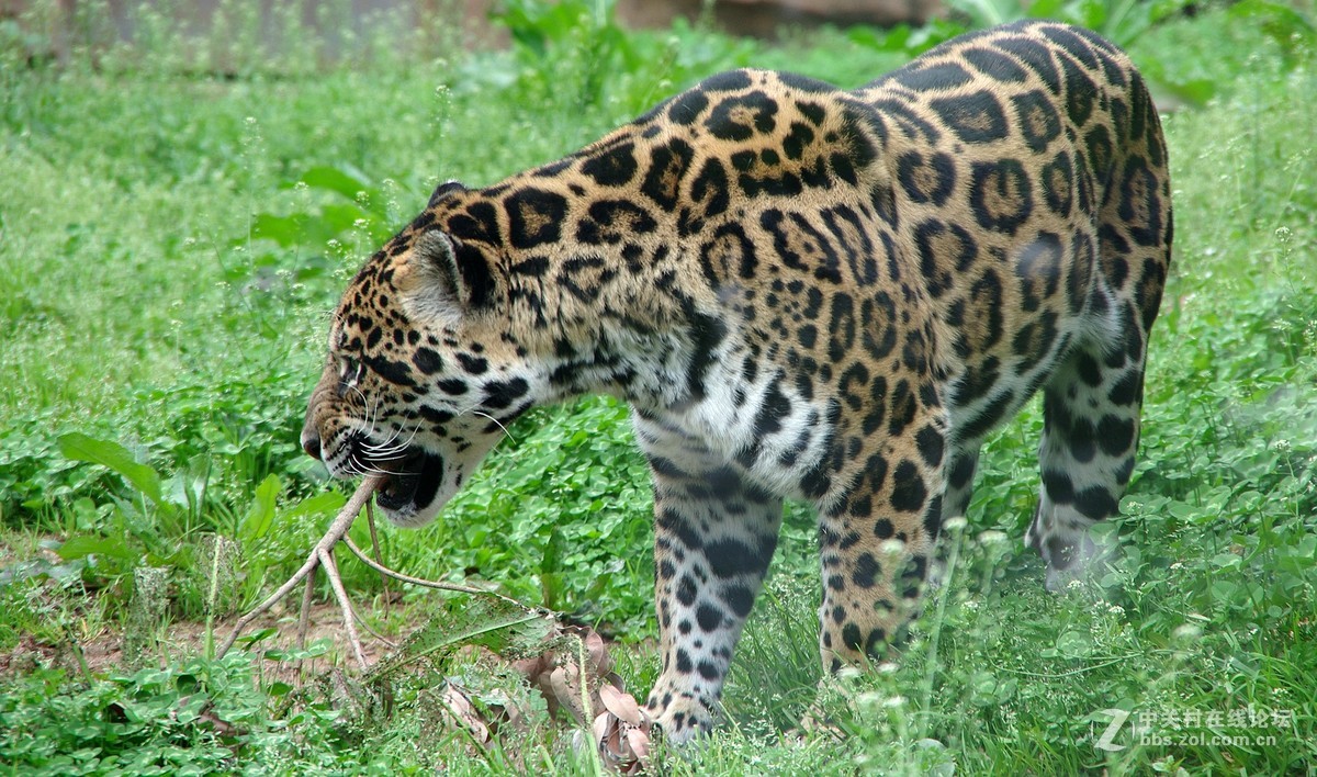 游玩动物园1......