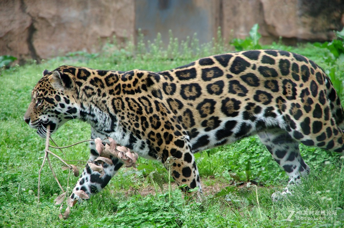 游玩动物园1......