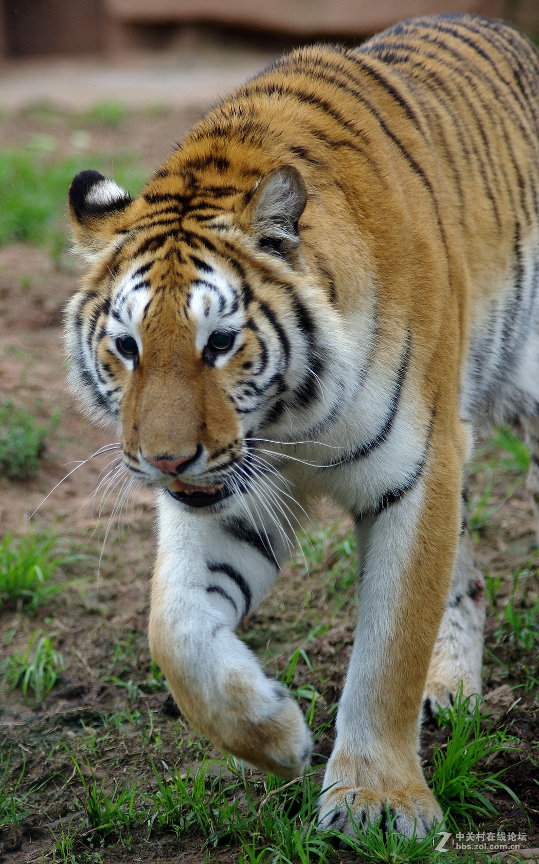 游玩动物园1......