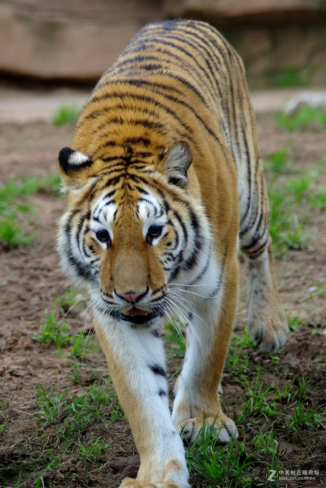 游玩动物园1......