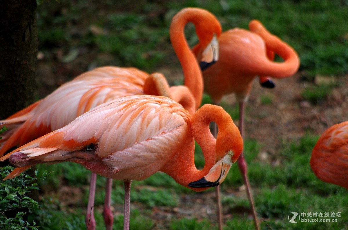 游玩动物园1......