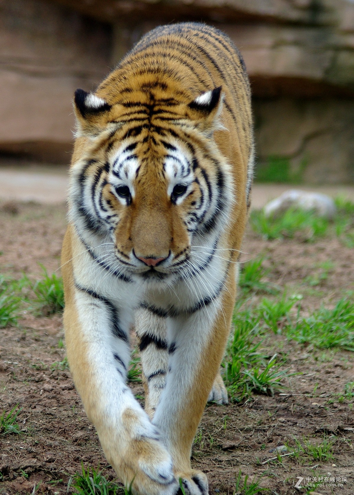 游玩动物园1......