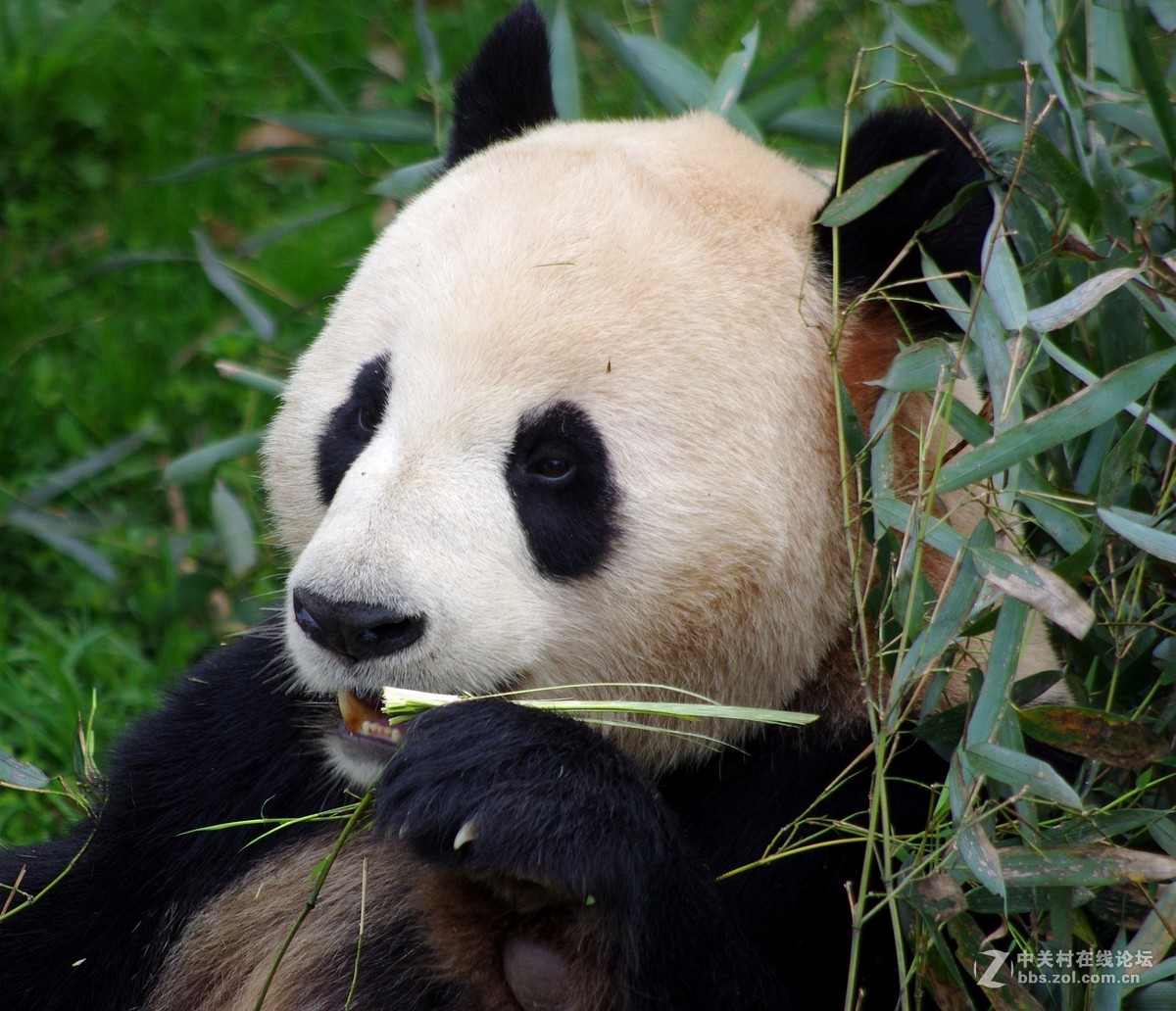 游玩动物园1......