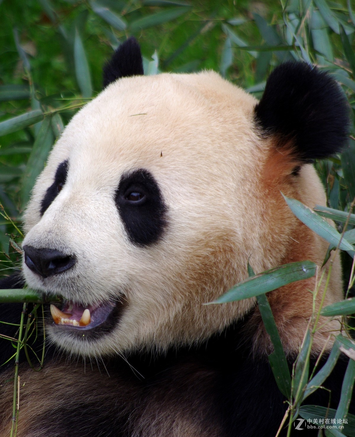 游玩动物园1......