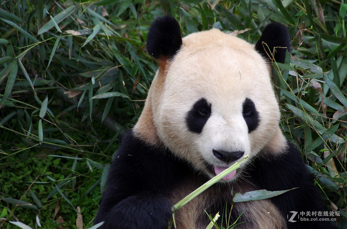 游玩动物园1......