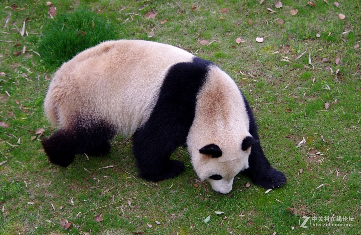 游玩动物园1......