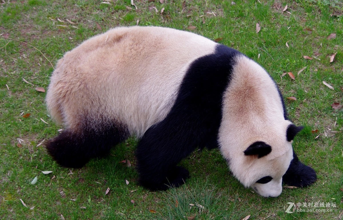 游玩动物园1......