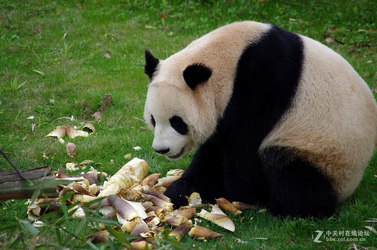 游玩动物园1......