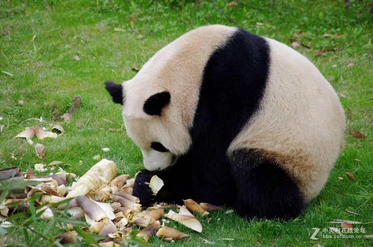 游玩动物园1......