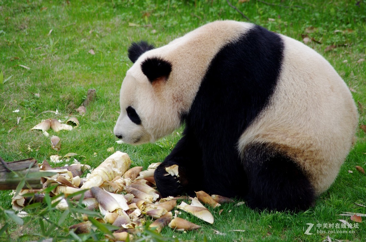 游玩动物园1......