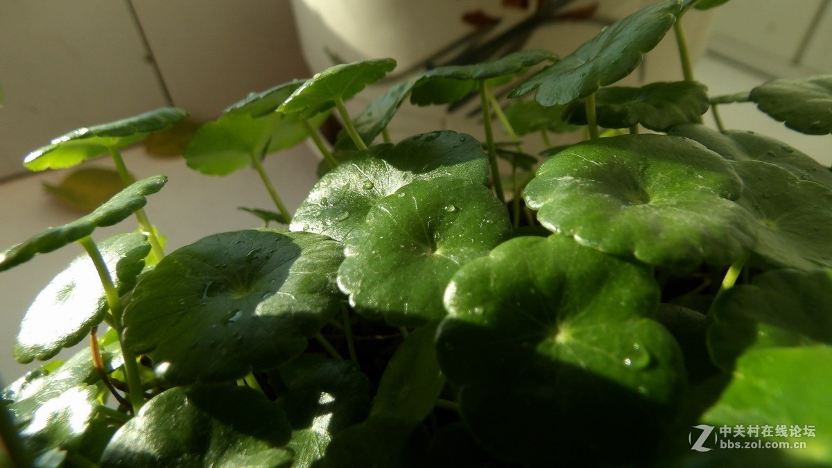 柯达90倍长焦机AZ901 新手试拍