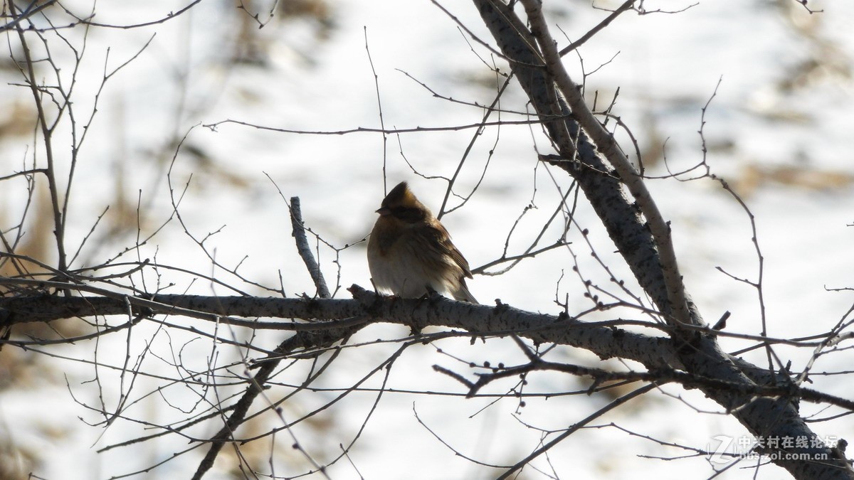 柯达90倍长焦机AZ901 新手试拍