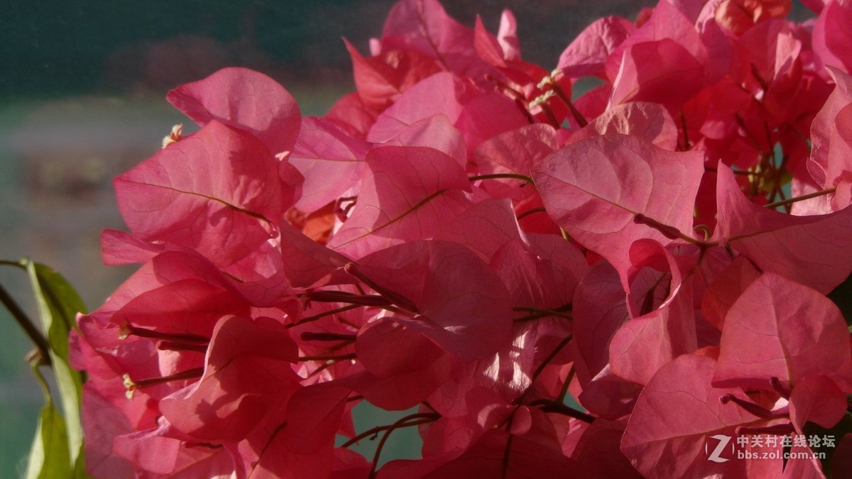 柯达90倍长焦机AZ901 新手试拍