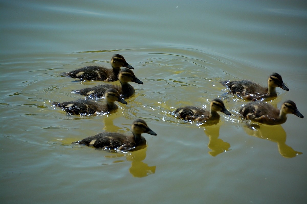 一只鸭妈8个娃
