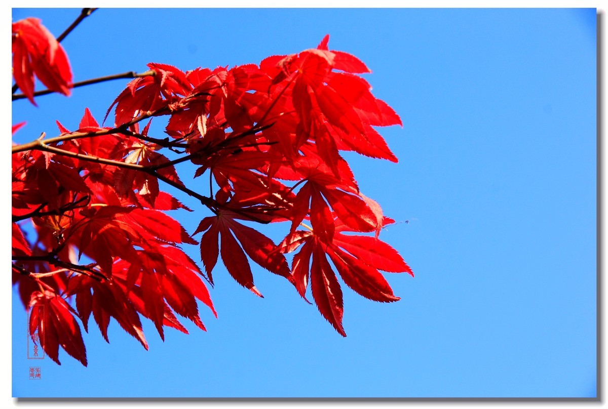 红枫叶