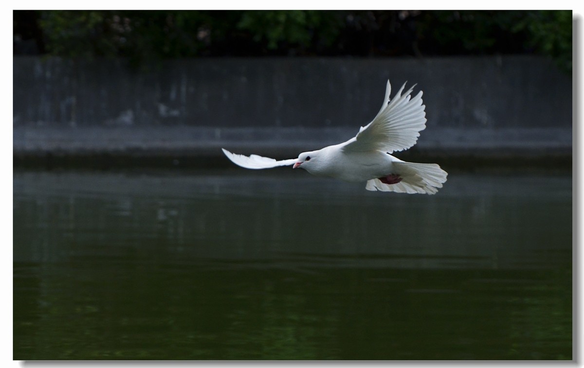 飞翔吧~~~鸽子（四）