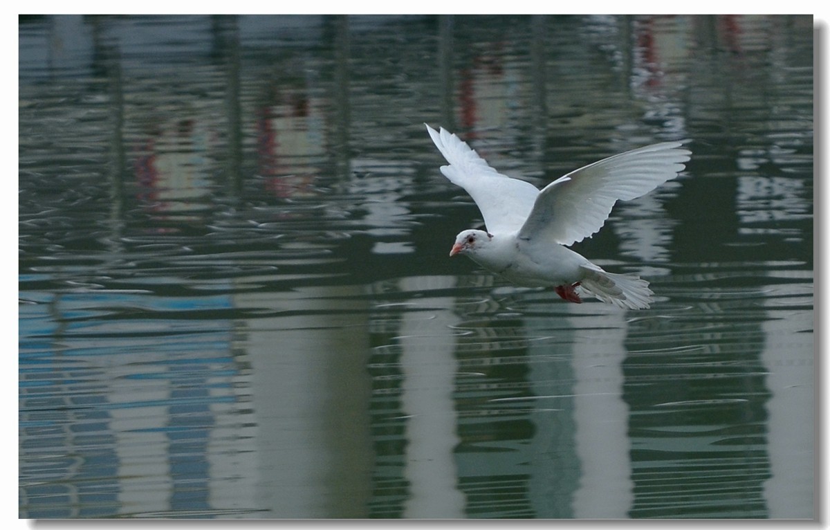 飞翔吧~~~鸽子（四）