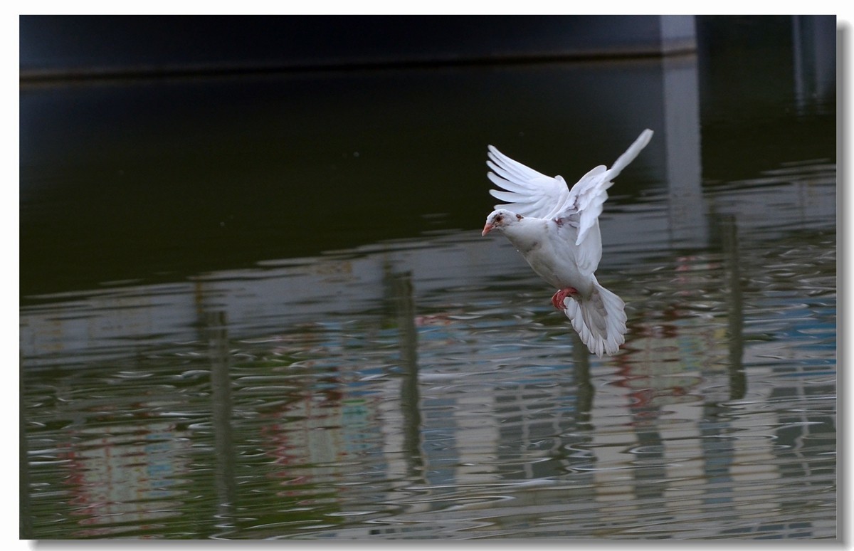 飞翔吧~~~鸽子（四）