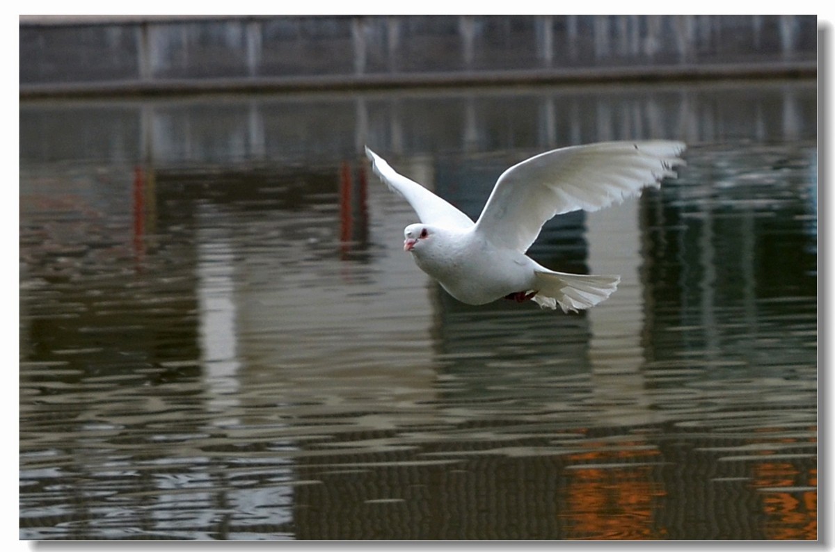 飞翔吧~~~鸽子（四）