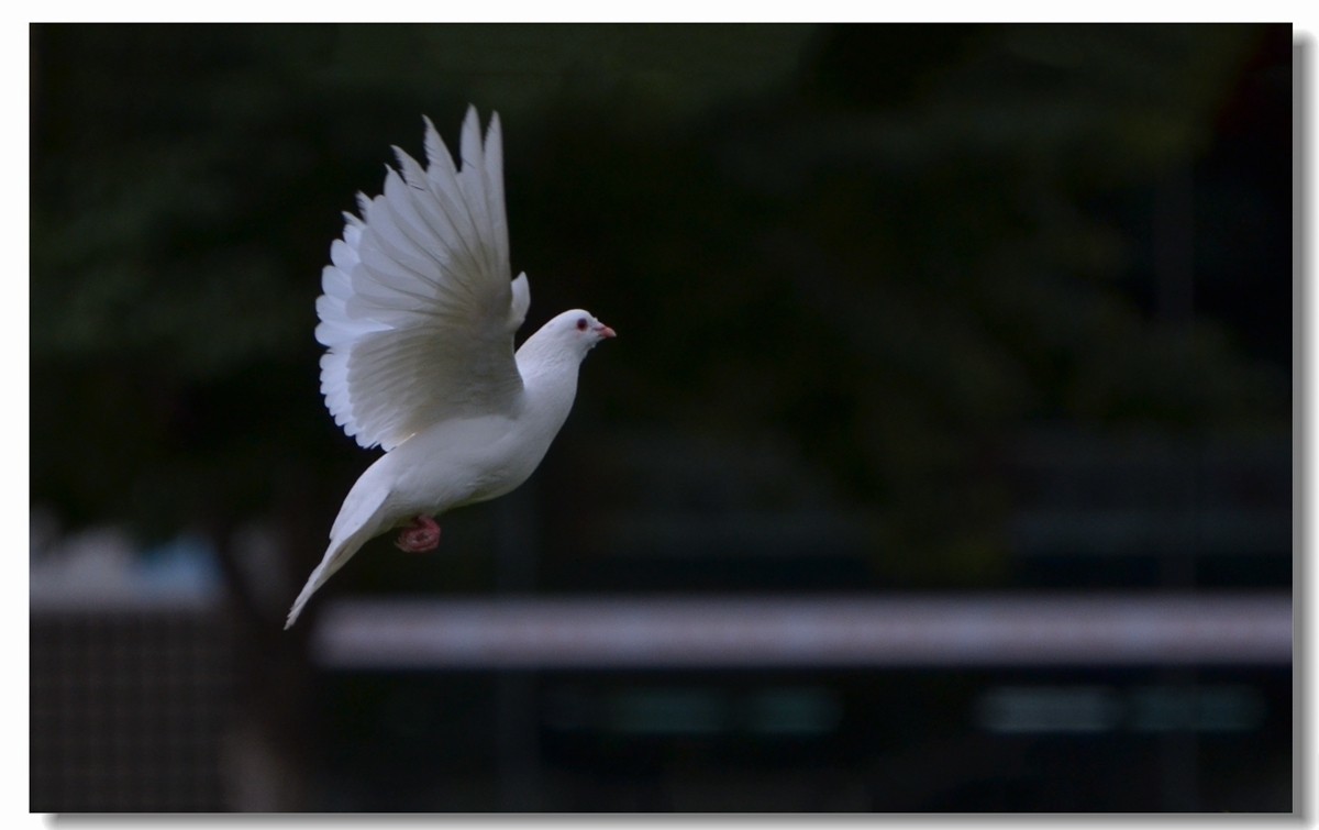 飞翔吧~~~鸽子（四）